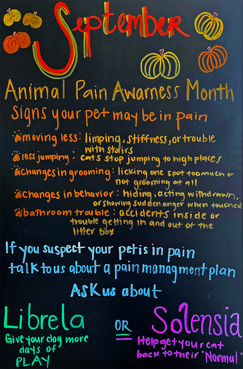 Animal Pain Awareness Month in September