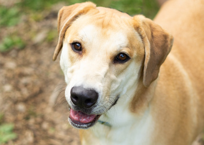 Dogs for Adoption from Animal Friends Humane Society