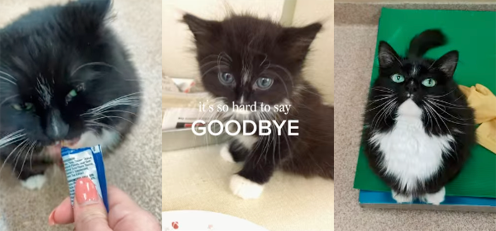 In Memory of Bogan, aka “Baby Cat”, 7/5/2013 - 9/19/2026