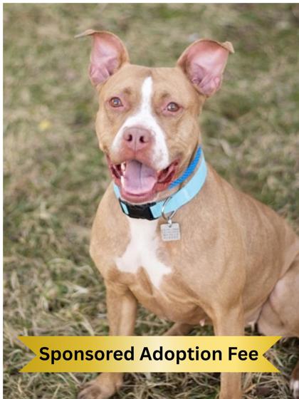 Dogs for Adoption from Animal Friends Humane Society