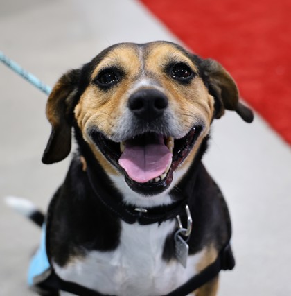 Dogs for Adoption from Animal Friends Humane Society