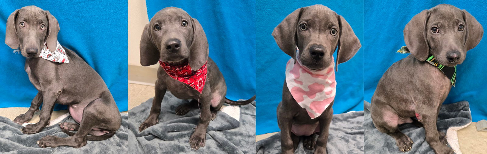 Puppies for Adoption from Animal Friends Humane Society