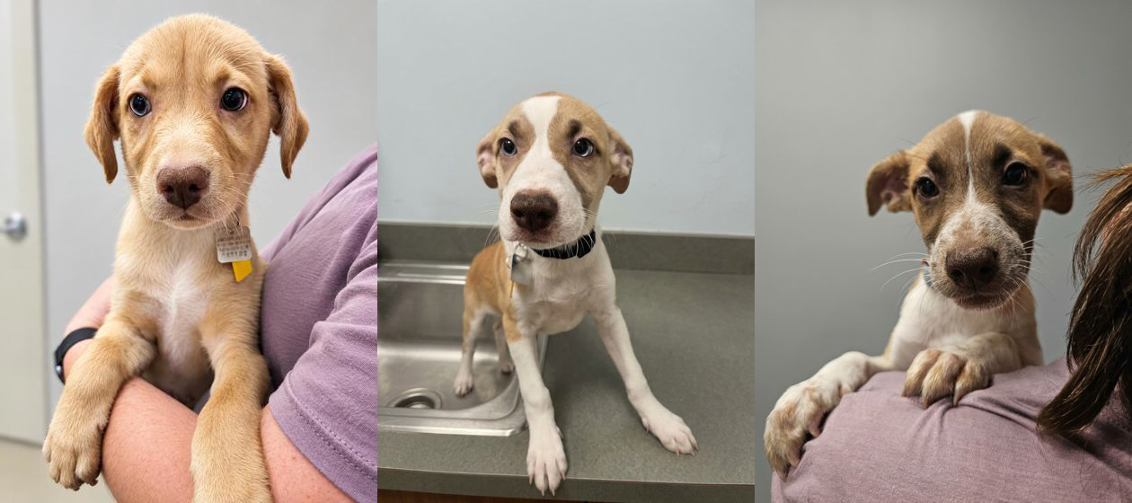Puppies for Adoption from Animal Friends Humane Society