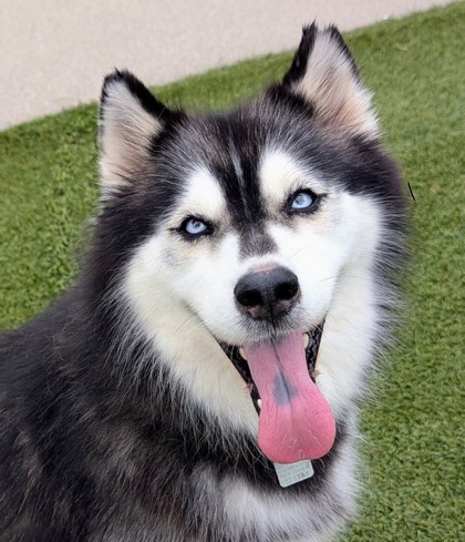 Dogs for Adoption from Animal Friends Humane Society