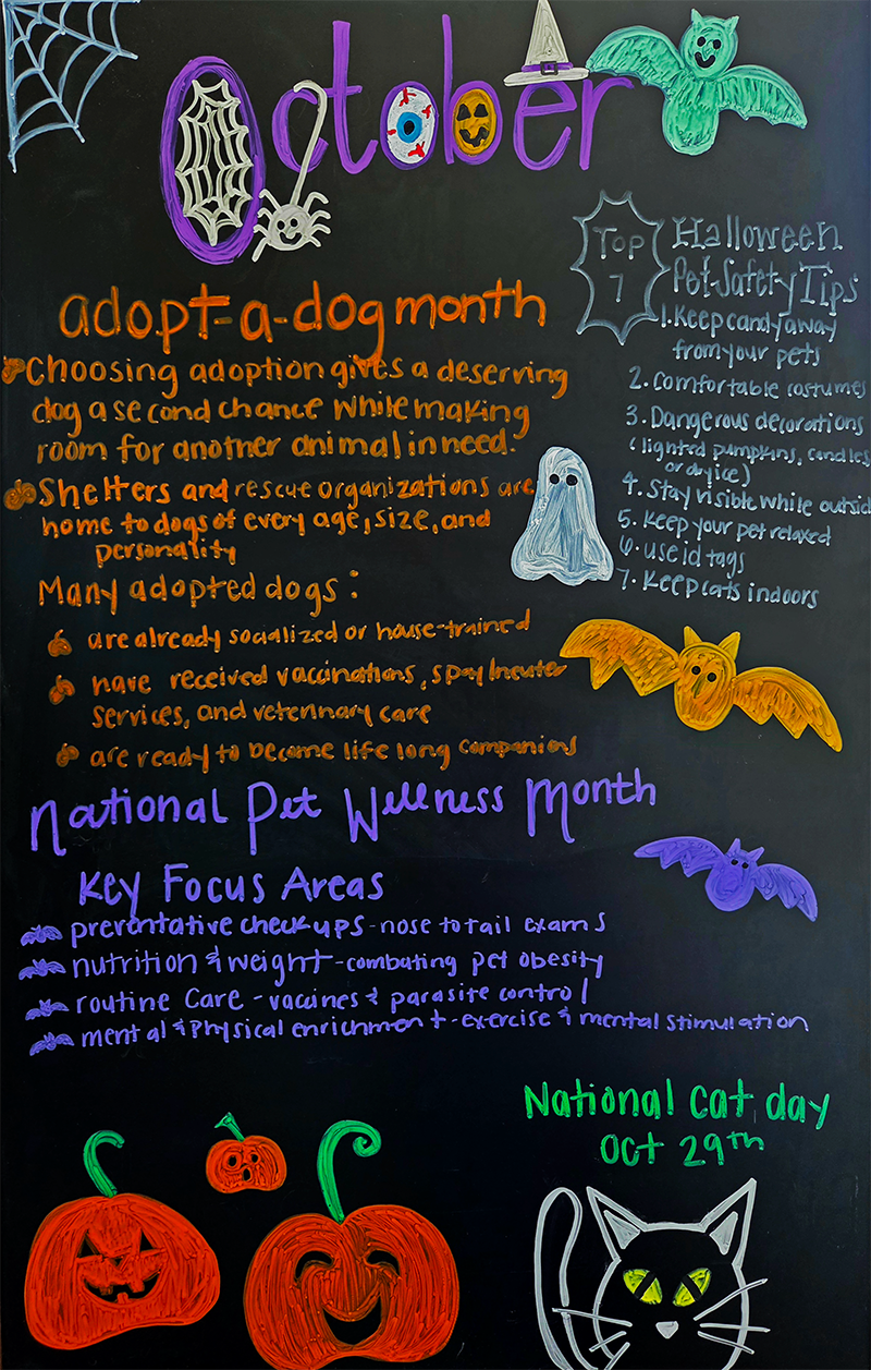 Top 7 Halloween Pet Safety Tips