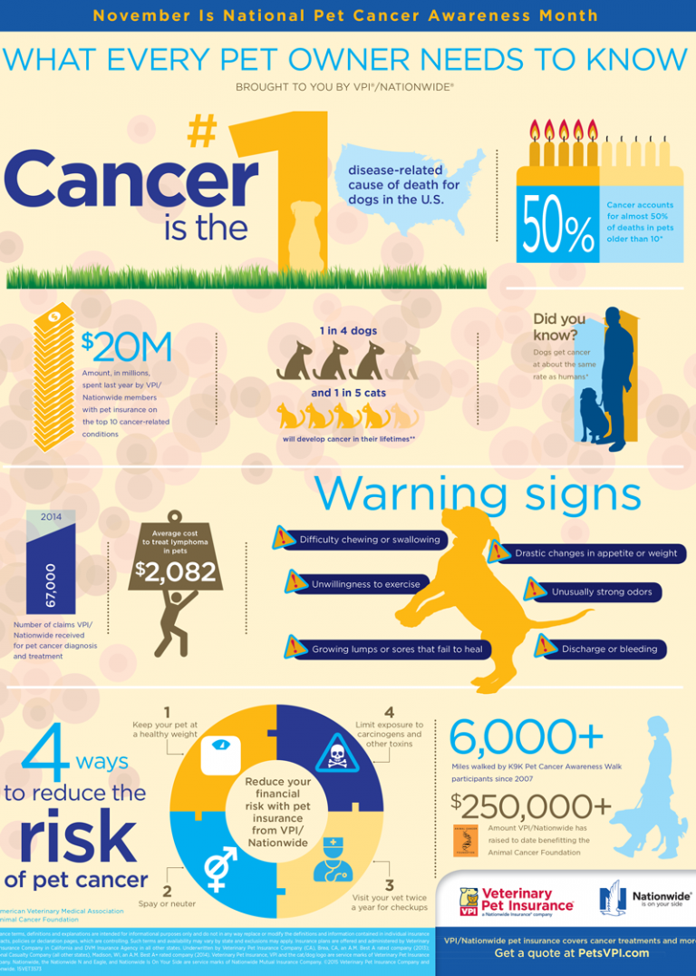 Pet-Cancer-Awareness-Month-Infographic2 - Companion Care