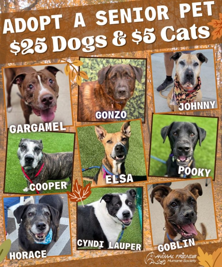 News Archives Companion Care